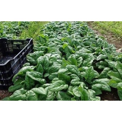 Hạt Giống Cải Bó Xôi (Rau Chân Vịt) Chịu Nhiệt, Dễ Trồng - 300H