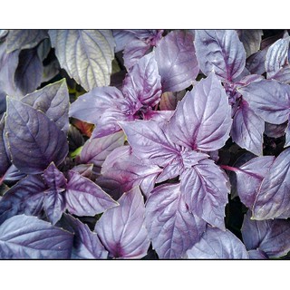 Hạt giống húng tây basil tím