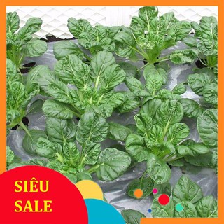 1g Hạt giống Cải hoa hồng