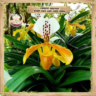 Hoa Lan đột biến Hài Đuôi Công, Phong lan rừng Tây Bắc, Lào, Cây Giống Giá Rẻ, Địa, Hồ Điệp