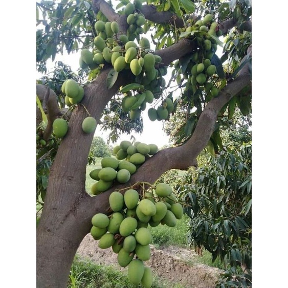 GIỐNG CÂY XOÀI GHÉP 1 NĂM CÓ TRÁI TRỒNG CHẬU SIÊU QUẢ