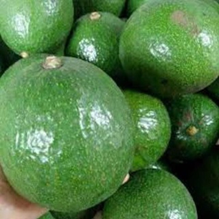 Cây giống bơ both 7