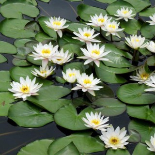 CỦ HOA SÚNG THÁI