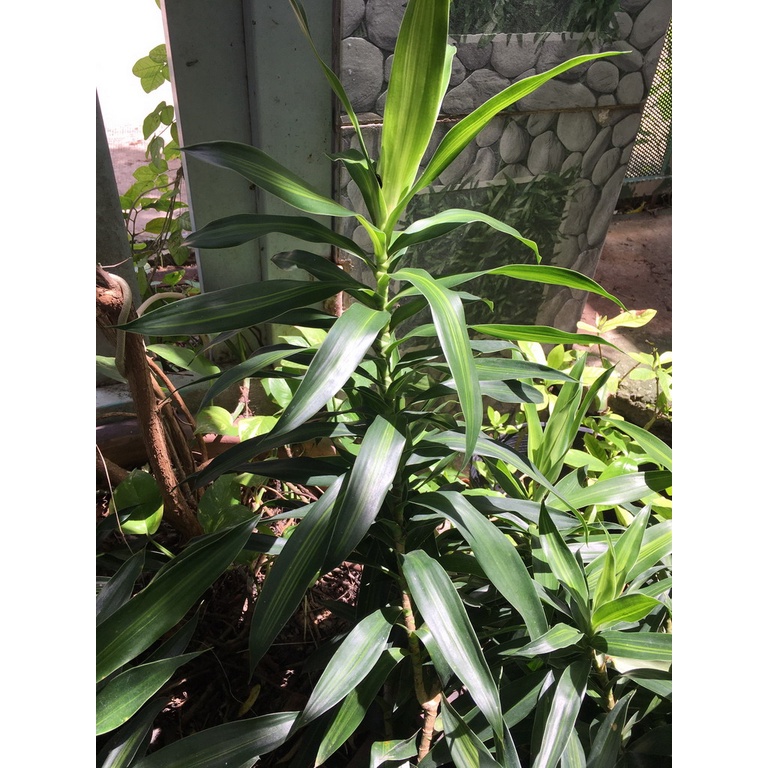 Trúc bách hợp - cắt cành 30-40cm