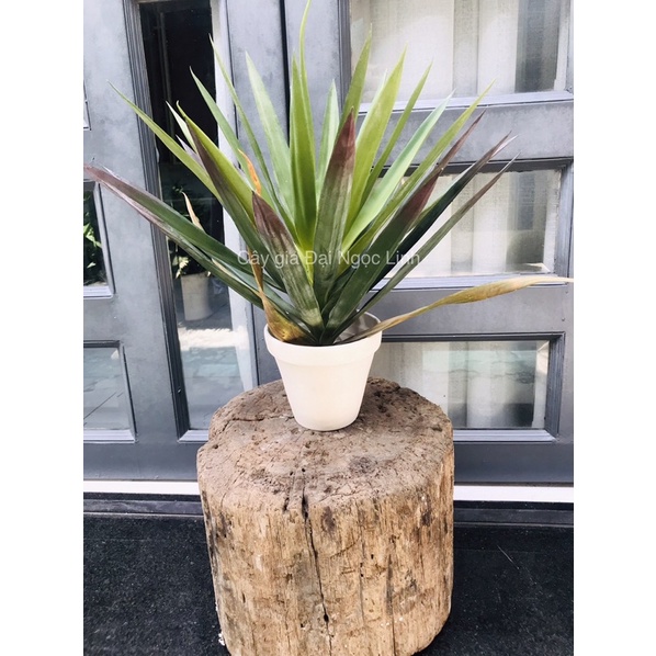 Cây phát tài núi - Cây huyết dụ giả 50cm