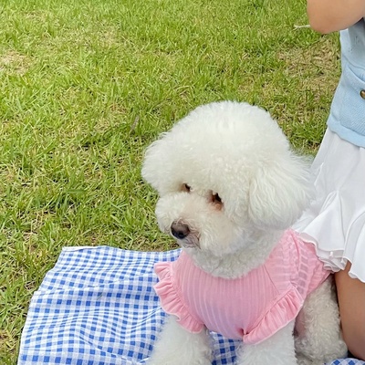 Áo vai bèo đính nơ dành cho thú cưng