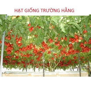 Cà Chua Bạch Tuộc ( Cà chua leo giàn) 30 hạt