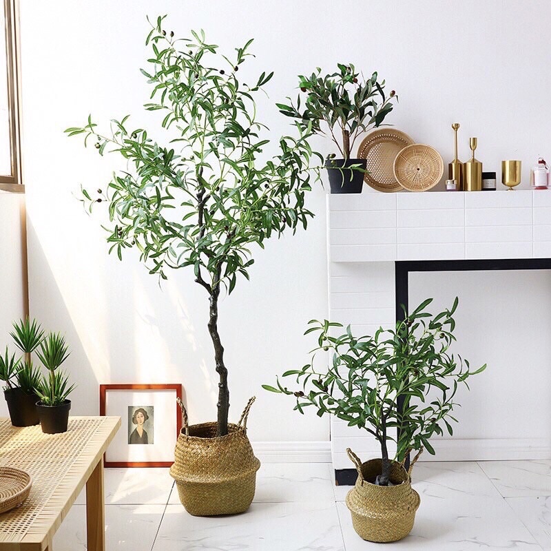 Cây Ô liu, Oliu ,Olive -loại cao cấp cao 1,2m ,1,7m decor sang chảnh