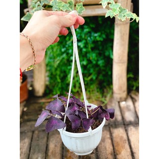 Cây Oxalis Triangularis (Bướm Đêm) chậu treo bí ngô