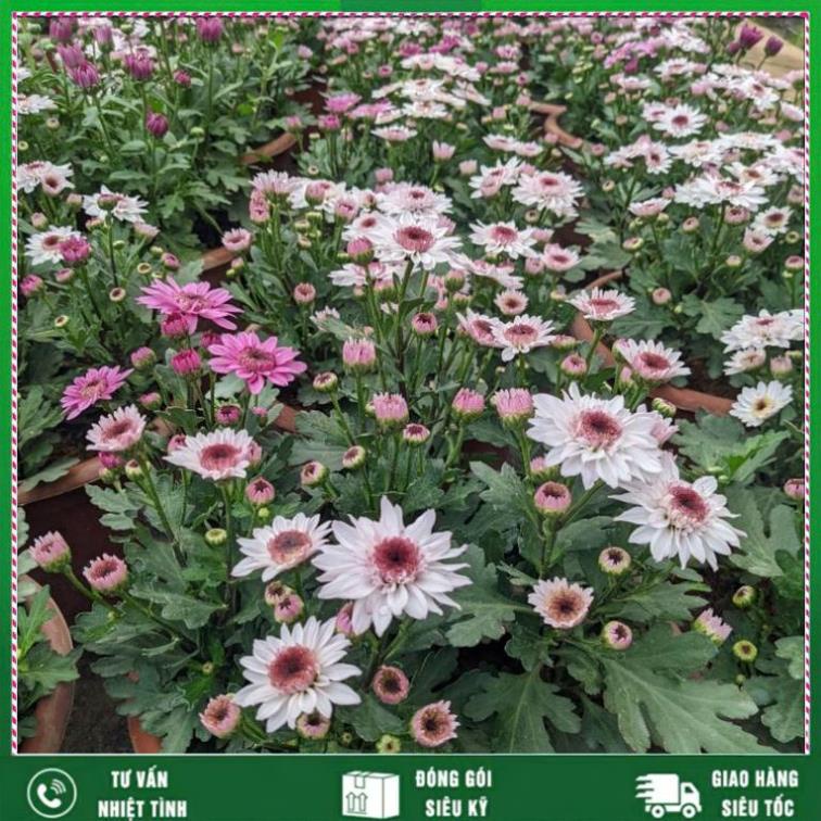 Phân ATONIK Nhật Bản kích thích phát triển cây trồng, Hoa hồng, hoa cúc, hoa lan, rau màu Nhất Việt