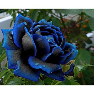 Hat giống hoa hồng xanh 20 hạt (TẶNG gói kích thích hỗ trợ hạt nảy mầm)