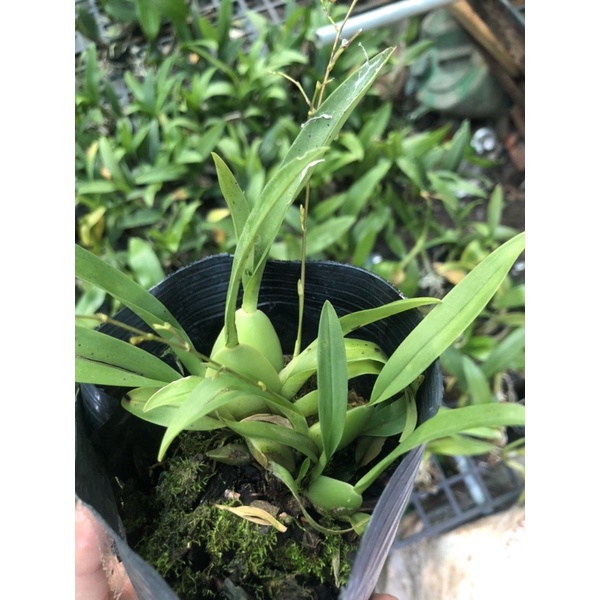 Vũ nữ hồng lâu mộng cây trưởng thành có nụ