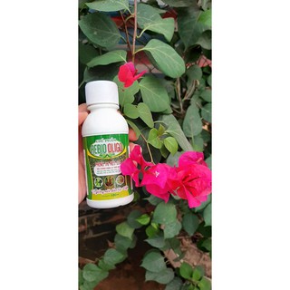 Chế phẩm REBIO - OLIGO 100ml - Đặc trị nấm xanh, nấm hồng, nấm trắng, rỉ sắt, vàng lá, thối rễ