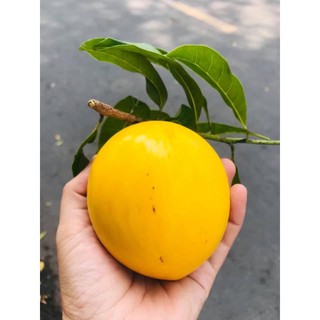 CÂY giống vú sữa hoàng kim