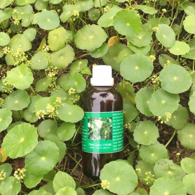 Tinh dầu tràm nguyên chất 50ml