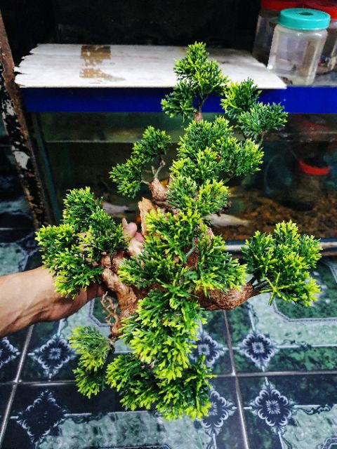 CÂY LỦA BONSAI KHÔ TRANG TRÍ HỒ CÁ NON BỘ 30x13x20cm