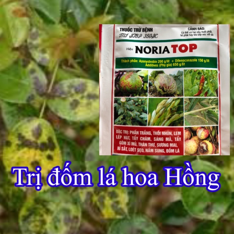 Thuốc đặc trị phấn trắng, đốm lá, rỉ sắt trên hoa cây cảnh Noria Top 15ml