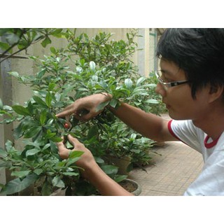 CÂY GIỐNG THẦN KÌ