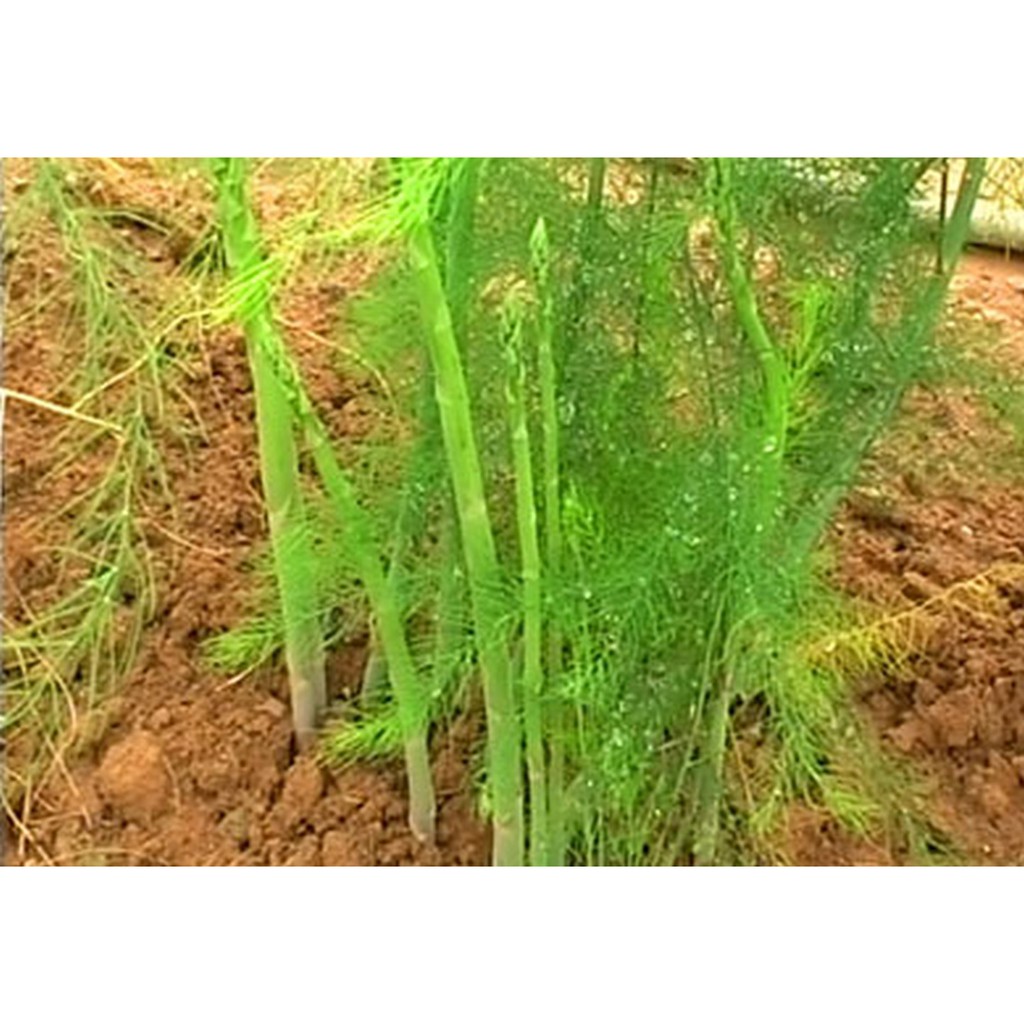 20 Hạt giống Măng tây xanh