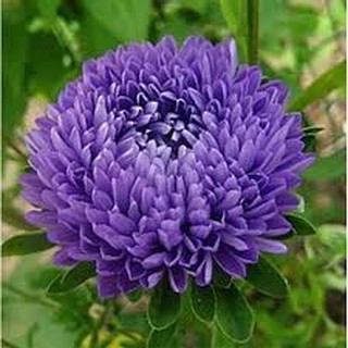 Hạt giống hoa Cúc Đại đóa tím