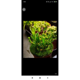 cây bắt mồi heliamphora minor