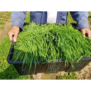 Bột Cỏ Lúa Mì nguyên chất - Wheat Grass