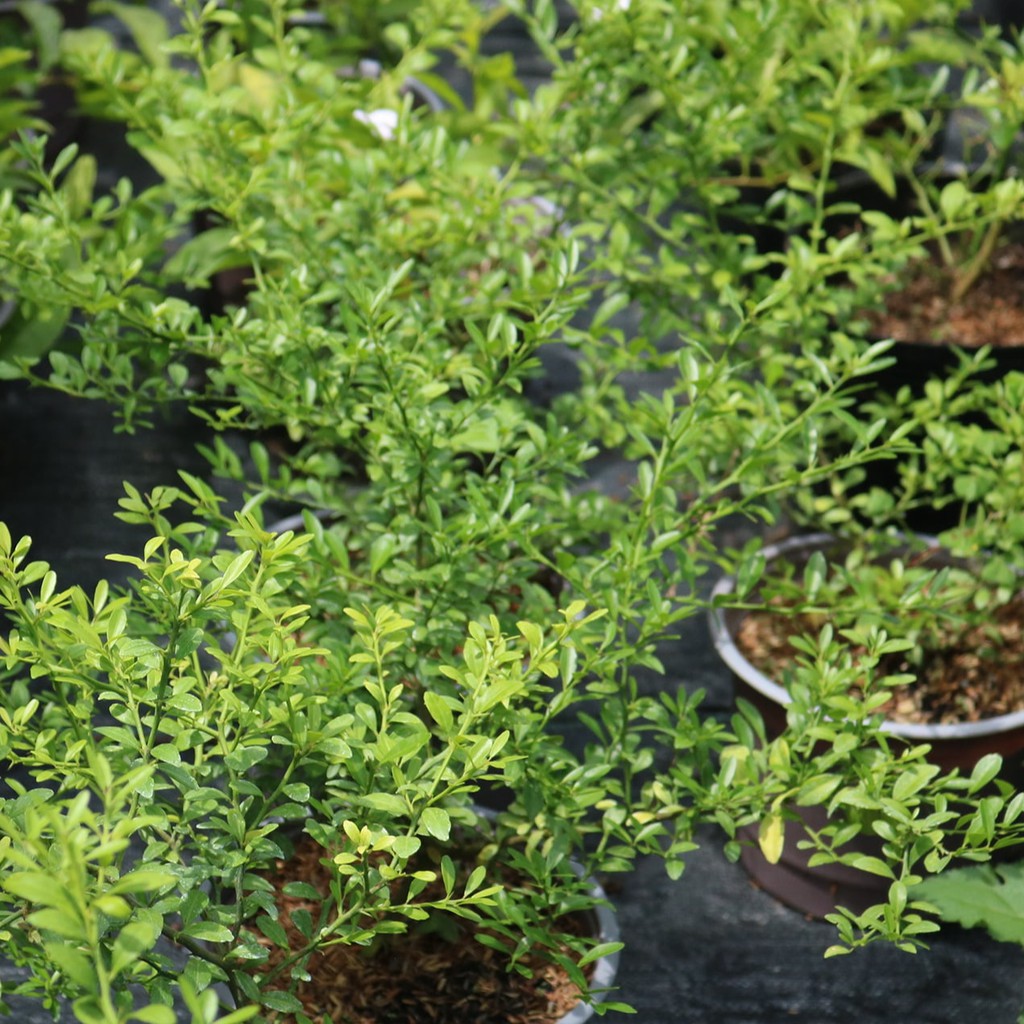 Cây Giống Chanh Ngón Tay - Figer Lime