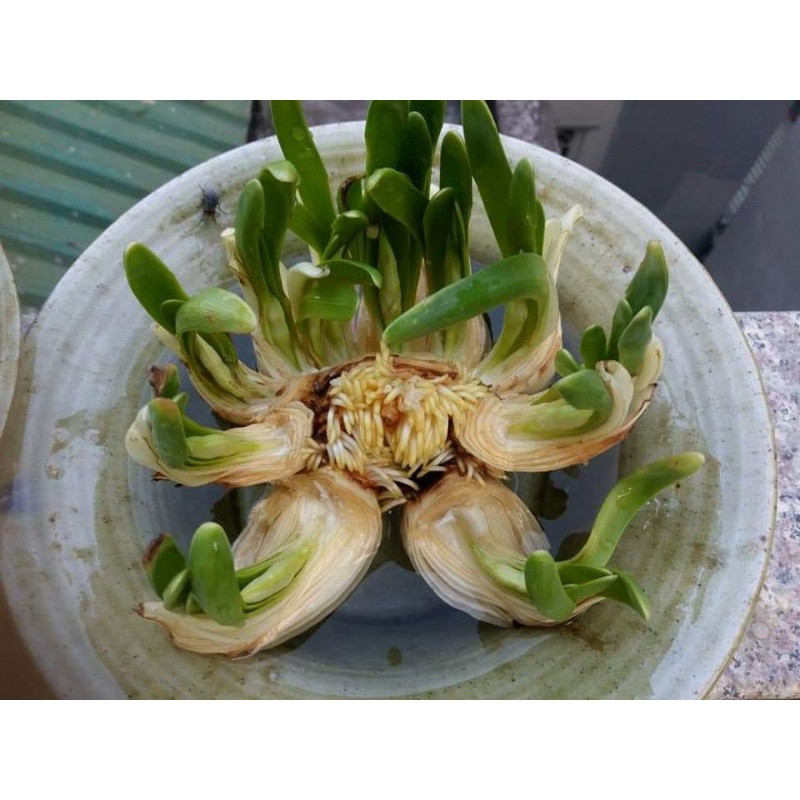 1 Củ hoa Thủy Tiên size Đặc đại hoàng loại thùng 24 củ