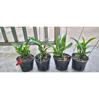 HOA LAN CATT BẢO NGHI