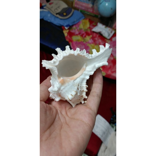 VỎ ỐC GAI TRẮNG MƯỢN HỒN
