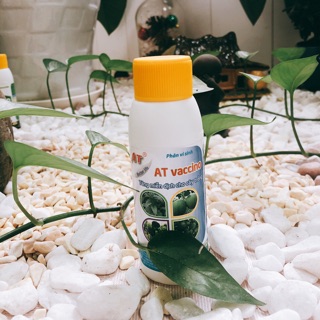 Ketomium - thuốc sinh học trị nấm bệnh trên cây trồng