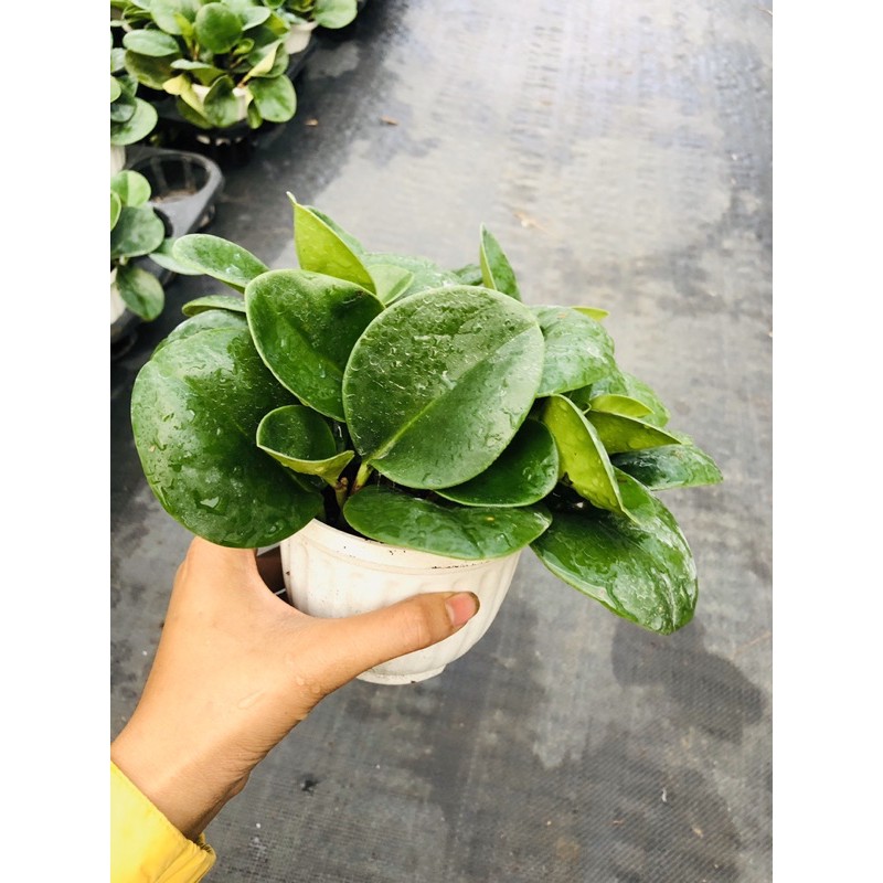 Chậu treo Trường sinh xanh