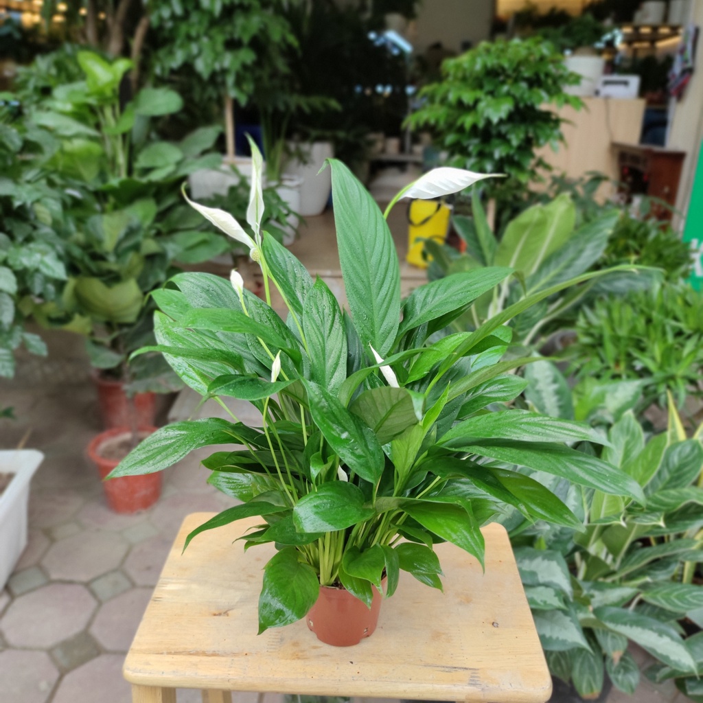 Cây lan ý trang trí nhà cửa ,cây bụi to và nhiều nụ cao 30-35cm trang trí nội thất lọc không khí