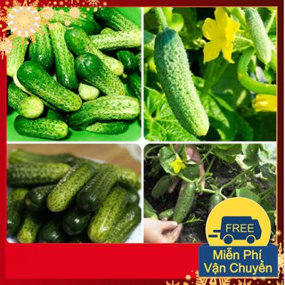 Hạt Giống Dưa Chuột Bao Tử