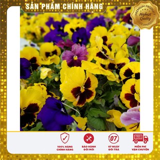 Hạt Giống Hoa Pansy Mix 100 Hạt
