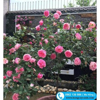 CÂY GIỐNG HỒNG CỔ SA PA THIÊN HA ĐẸP LOÀI HOA CỔ NHẤT VIỆT NAM