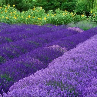 Hạt giống hoa oải hương Lavender
