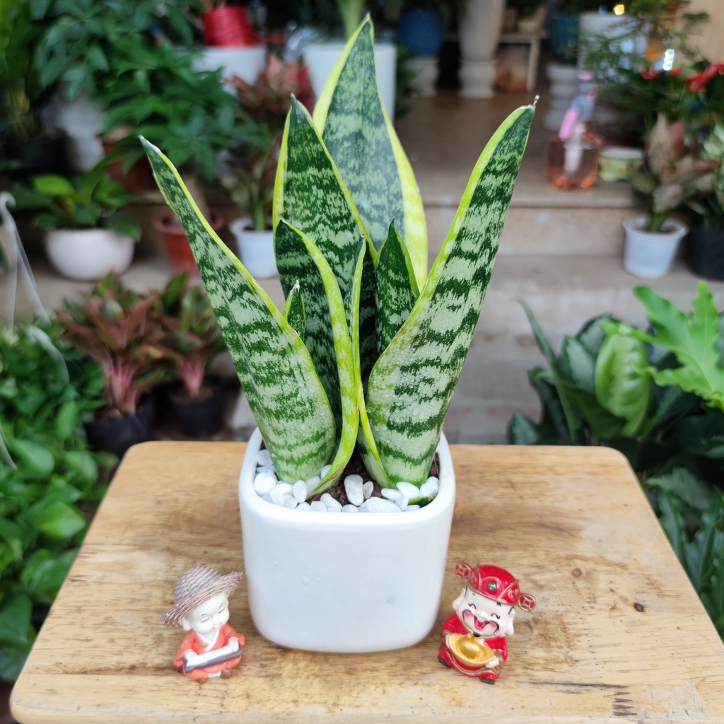 Cây lưỡi viền vàng Trang trí giúp lọc không khí văn phòng, phòng ngủ cao 30-35cm (chậu nhựa)