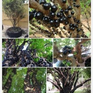 Cây nho thân gỗ tứ quý