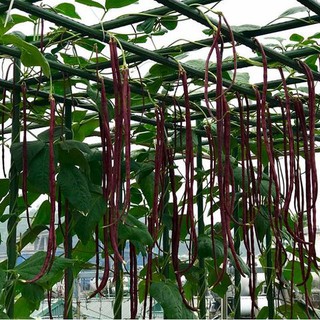  Hạt giống đậu đũa tím Mỹ - 1 gói 3gr
