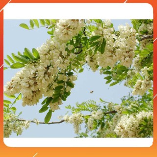 [BÁN CHẠY] CÂY GIỐNG CÂY HOA HÒE (HÒE HOA),CAM KẾT GIỐNG CHUẨN F1