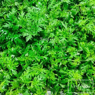 Cây thủy sinh Thủy Cúc (Hậu cảnh)