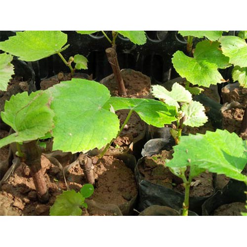 Cây Nho Lùn Pháp 6 Tháng