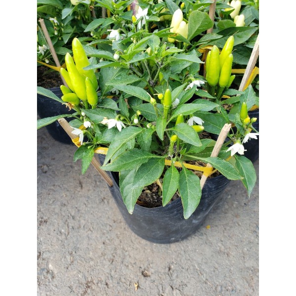 Cây Ớt Cảnh
