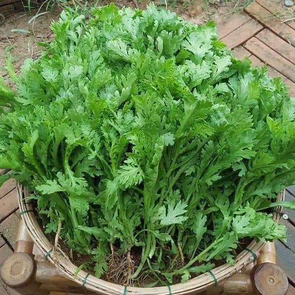 Hạt giống Cải Cúc Nếp - Tẻ 2500hạt ~20gram