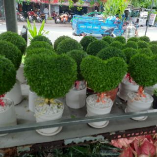 Cây May Mắn ( loại lớn )