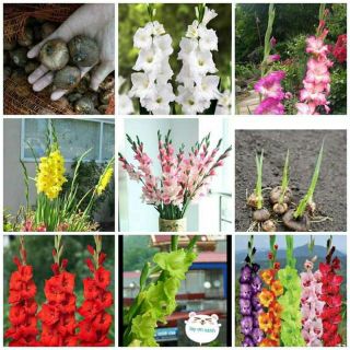 Củ hoa lay ơn - củ hoa đơn hà lan