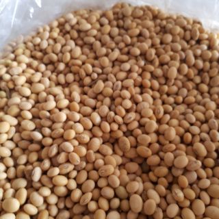 Đậu tương việt nam