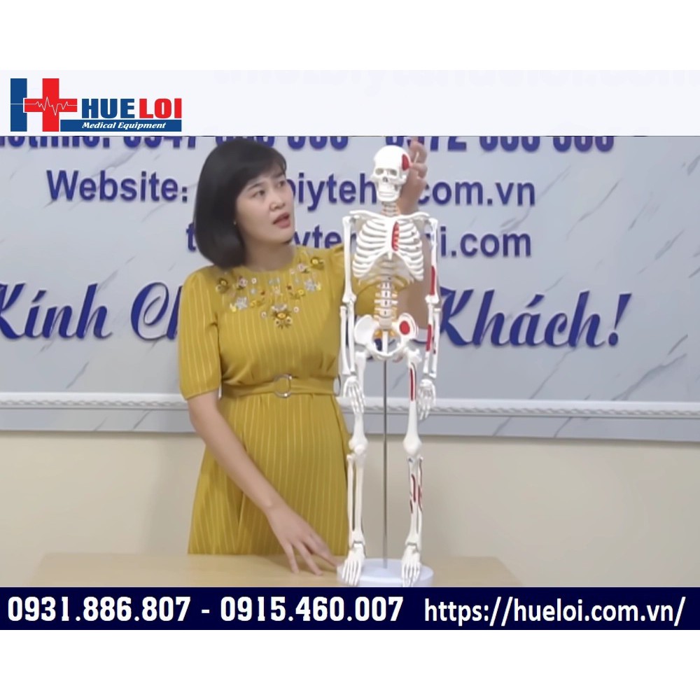 MÔ HÌNH GIẢI PHẪU TOÀN BỘ HỆ XƯƠNG NGƯỜI 85CM