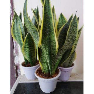 3 Cây lưỡi hổ viềm vàng to